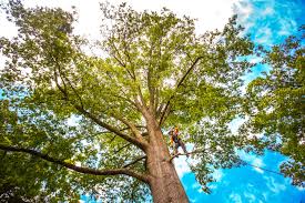 Best Root Management and Removal  in Somerset, KY