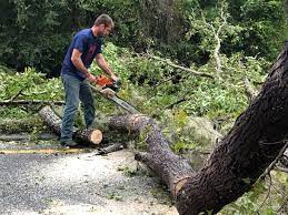 Best Tree Removal  in Somerset, KY